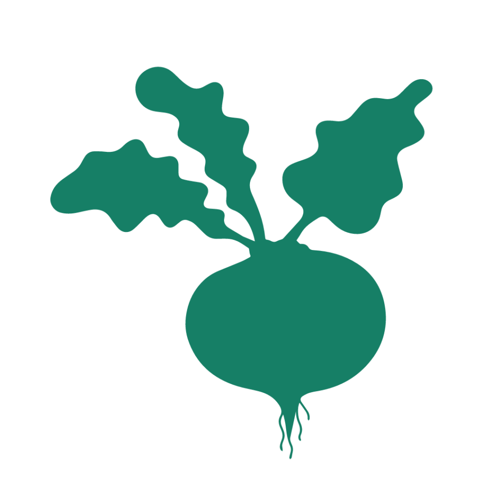 potager permaculture illustration navet