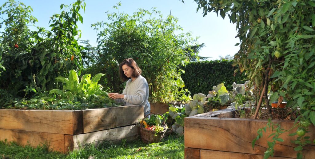 Plan potager