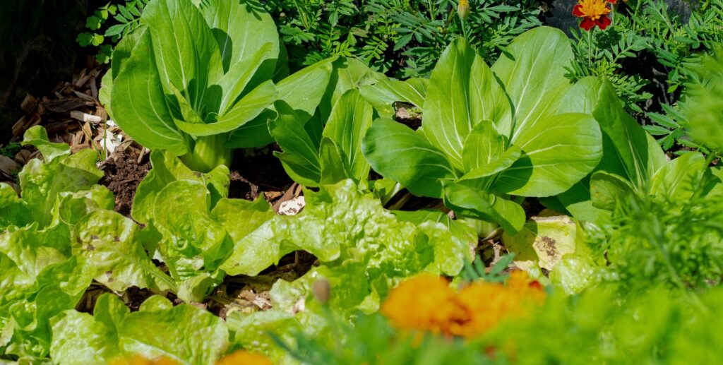 Plan potager