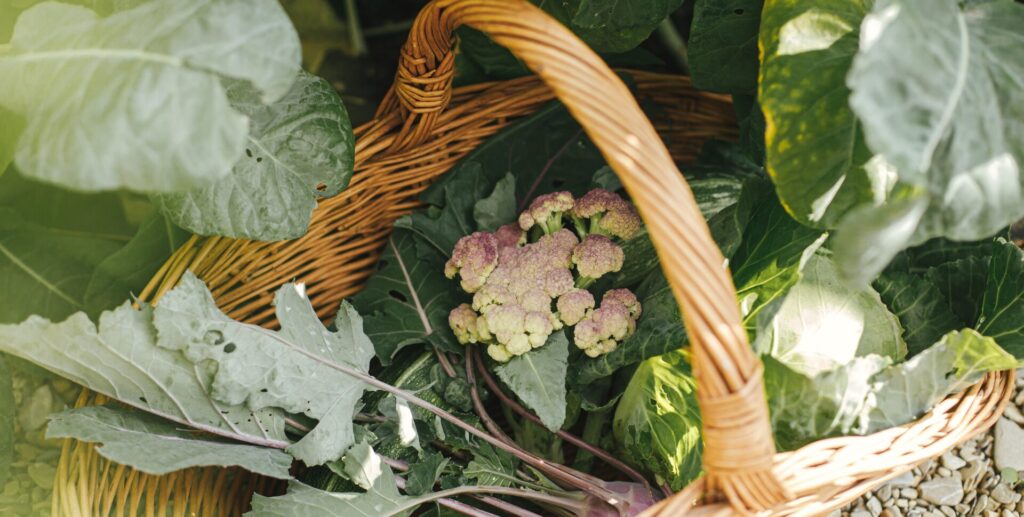 Plan potager