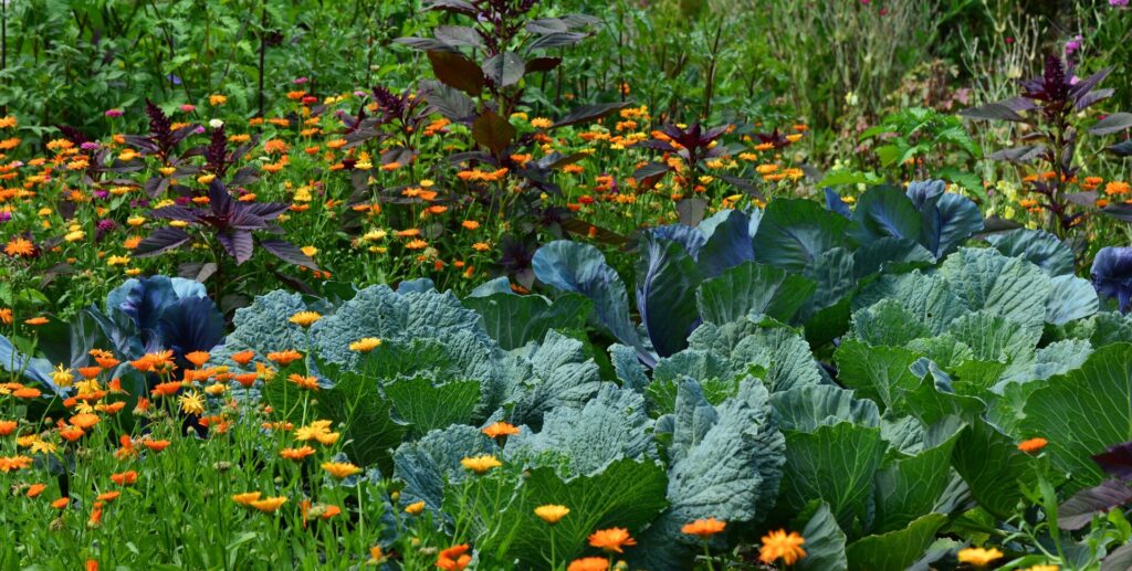 association légumes potager