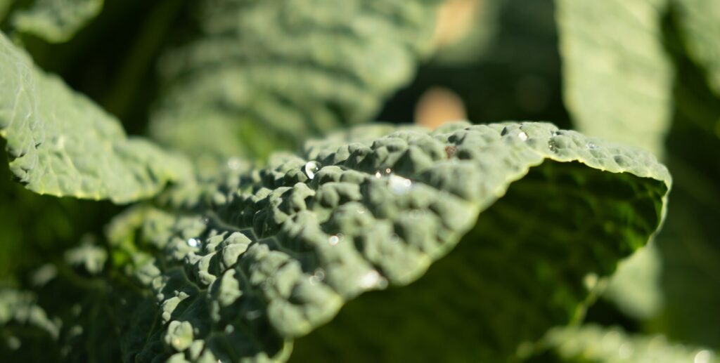 arrosage potager