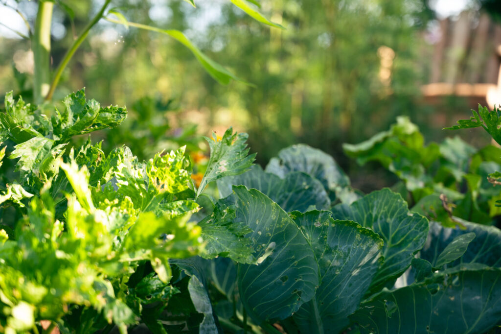 formation permaculture en ligne