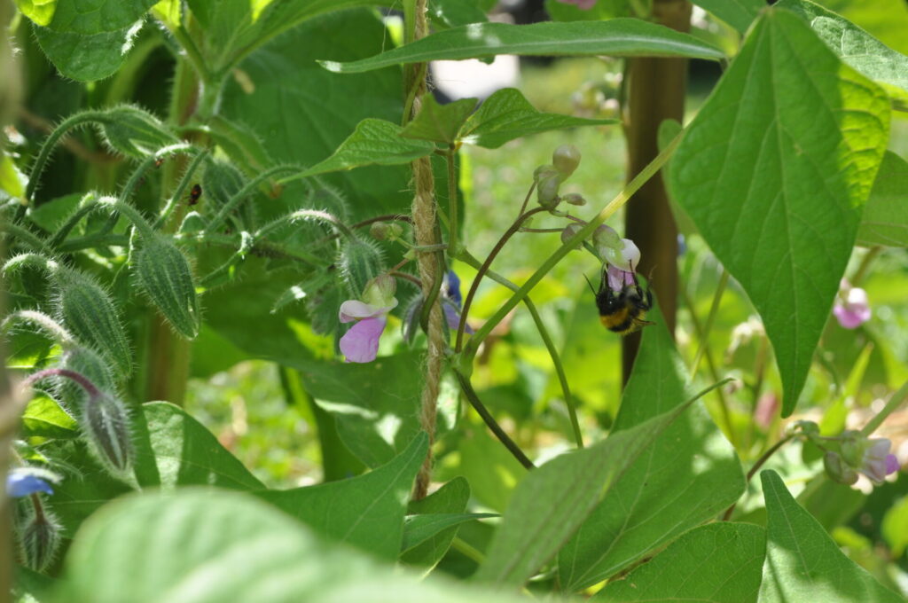 formation permaculture en ligne