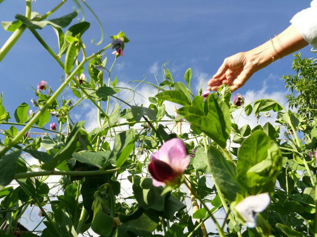 conseils potager permaculture