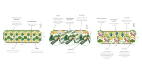 Plan potager