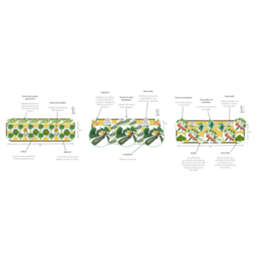Plan potager