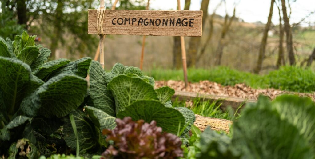 association légumes potager