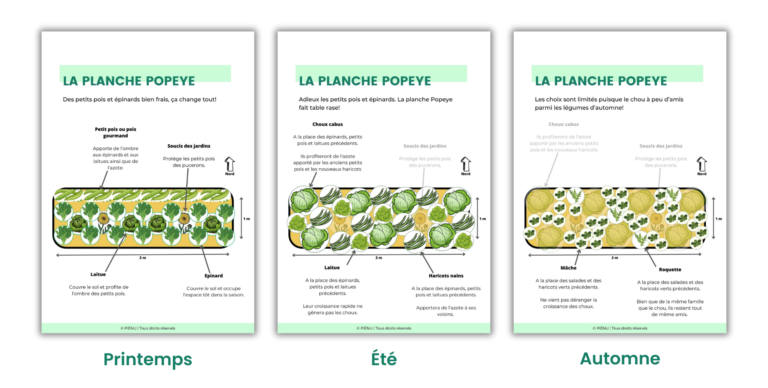 association légumes potager