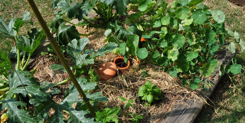 arrosage potager