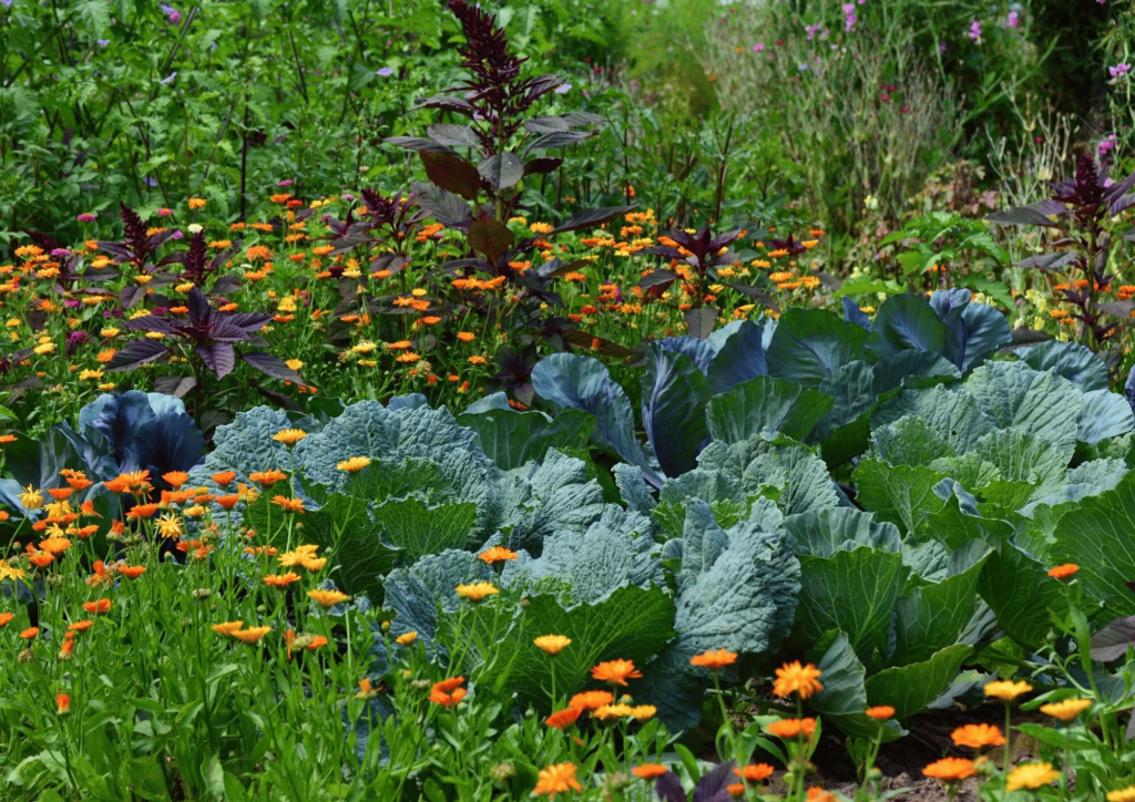 formation permaculture