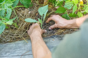 planter potager permaculture mai