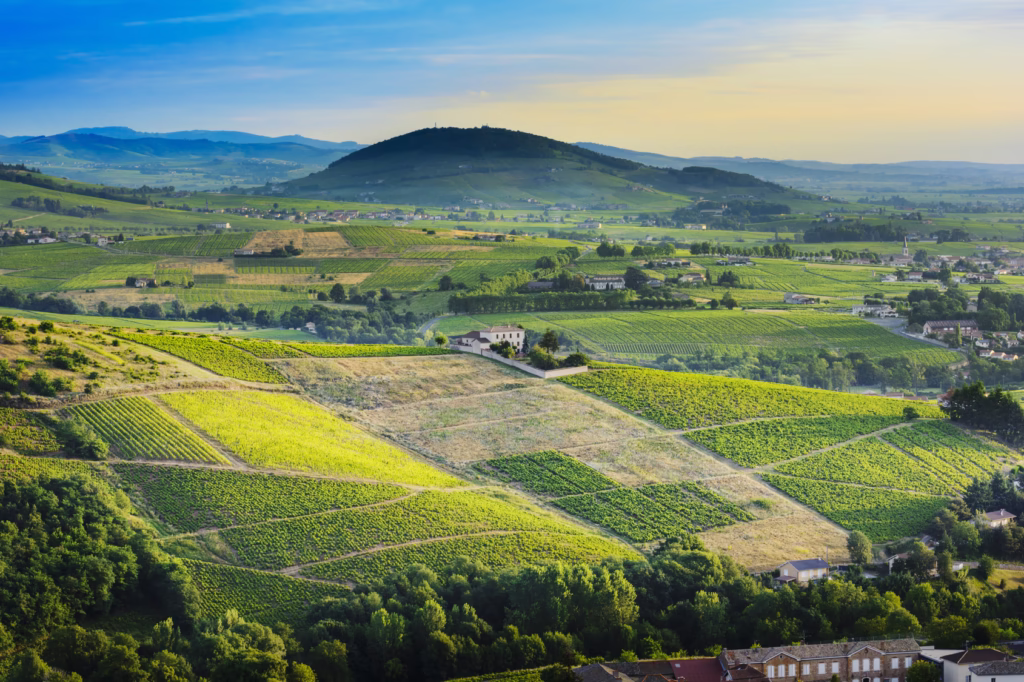 Beaujolais Mont Brouilly Paysage vigne