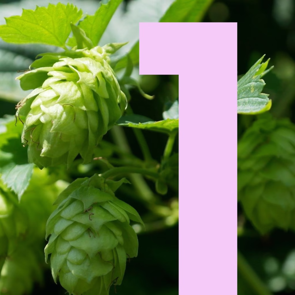 houblon bière 1