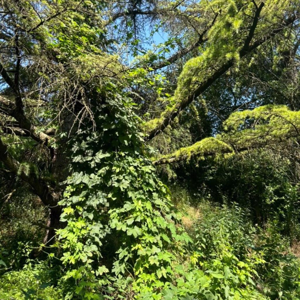 culture houblon arbre bière