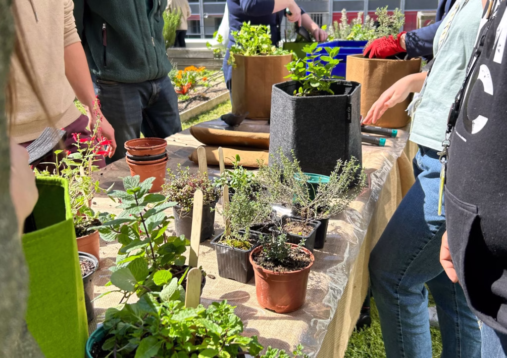 mini potager d'aromatiques animation entreprise lyon